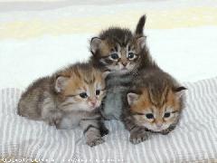 trio