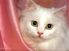 chat blanc