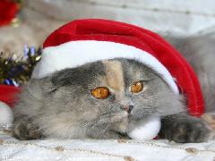 chat persans