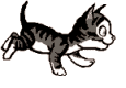 chaton