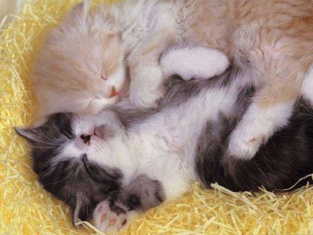 bebes chats