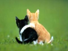 amis