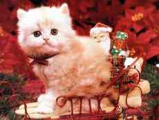 chat de noel