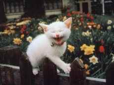chat