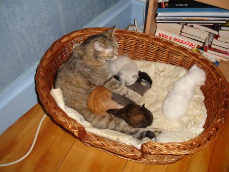basstet et ses bb