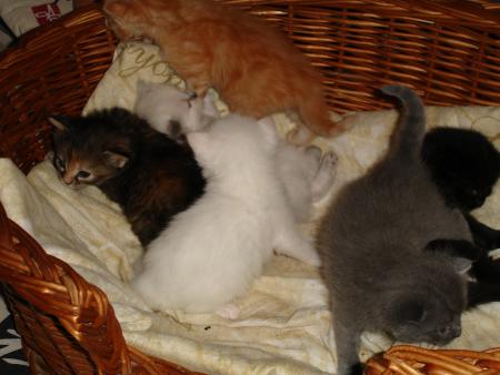 les chatons