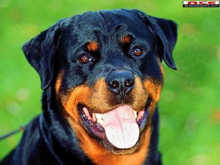 rottweiller